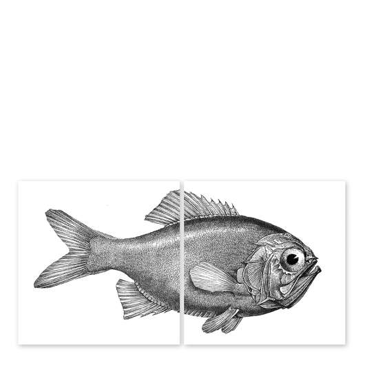 Boubouki - Kakeldekor Fisk 15x15 cm 2-pack Transparent