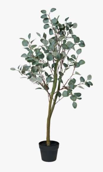 Eucalyptus tree växt grön