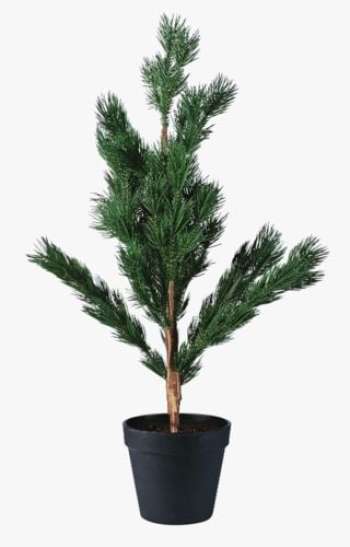 Pine julgran grön